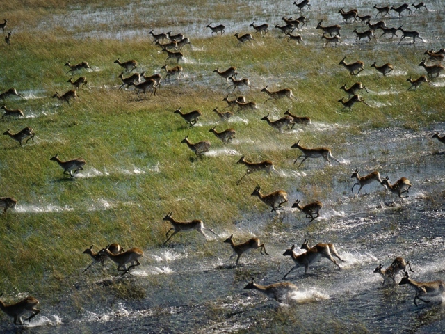 Антилопы бегут по затопленному полю