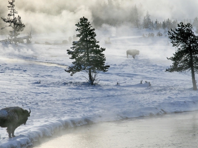 Бизоны пасутся на снегу