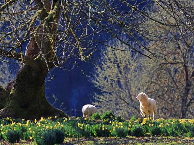 Нарциссы и ягнята