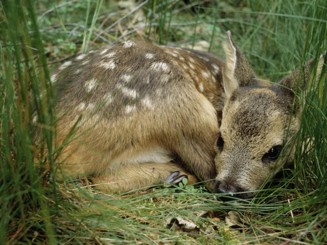 Олененок лежит в траве