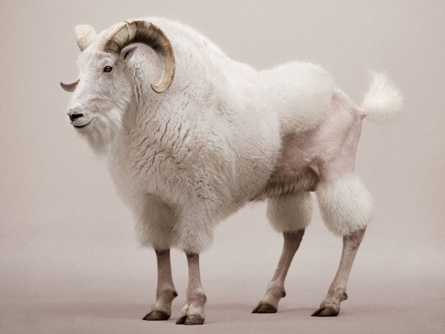 Козел со стрижкой под пуделя