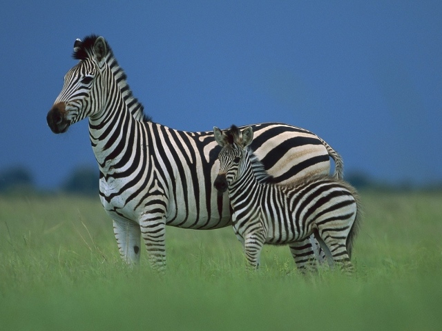 Зебра со своим детенышем