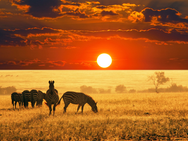Зебры пасутся на закате
