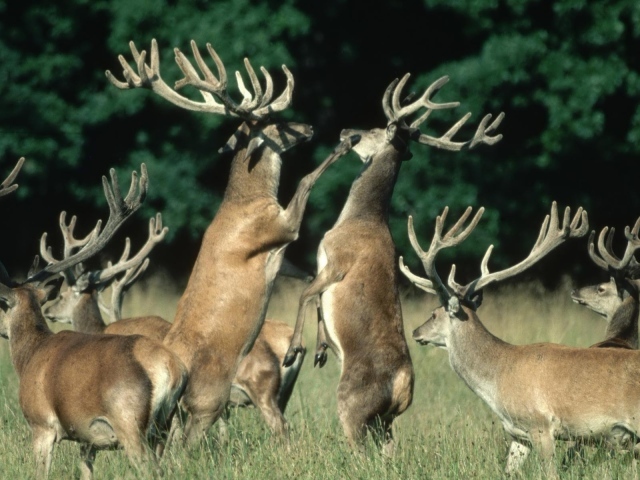 Битва оленей