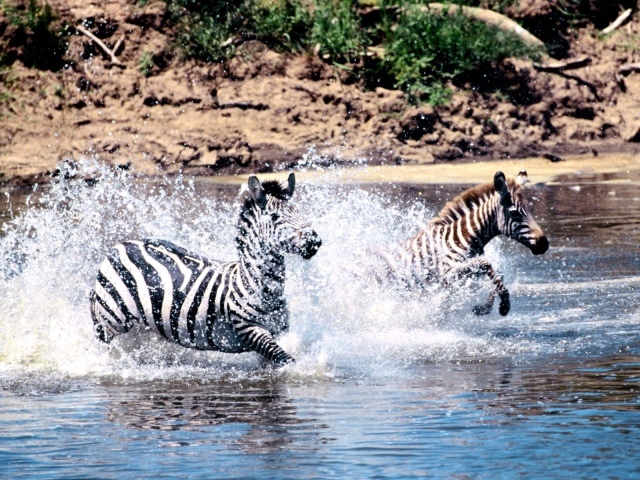 Зебры переходят через реку