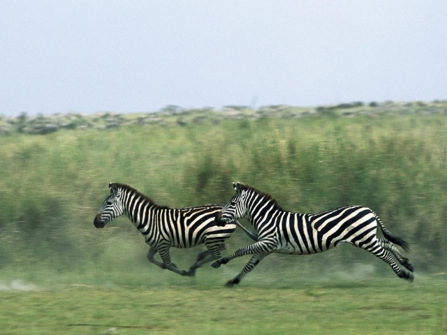 Зебры бегут