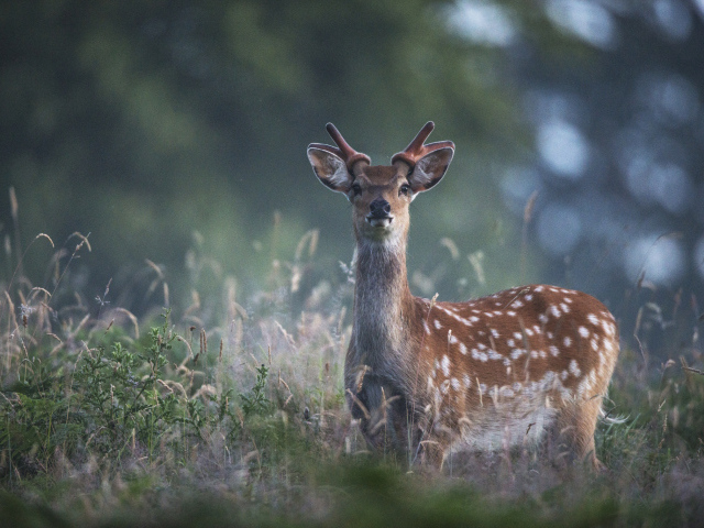 Пятнистый олень в траве