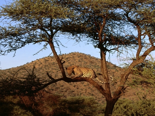 Африканский леопард на дереве