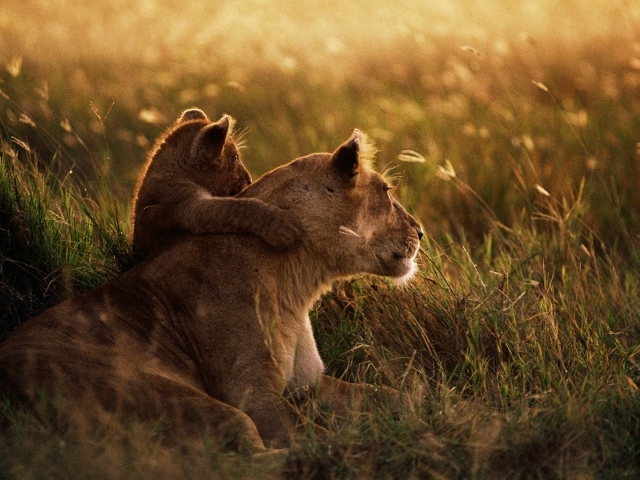 Африканский лев