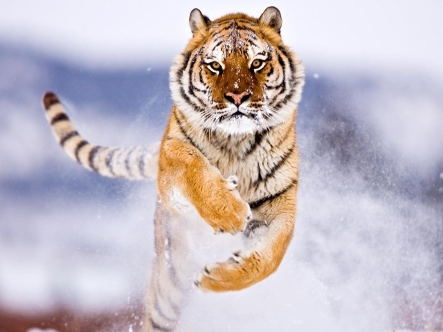 Амурский тигр в снегу