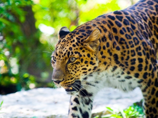 Злой леопард