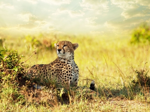 Гепард в африканской саванне