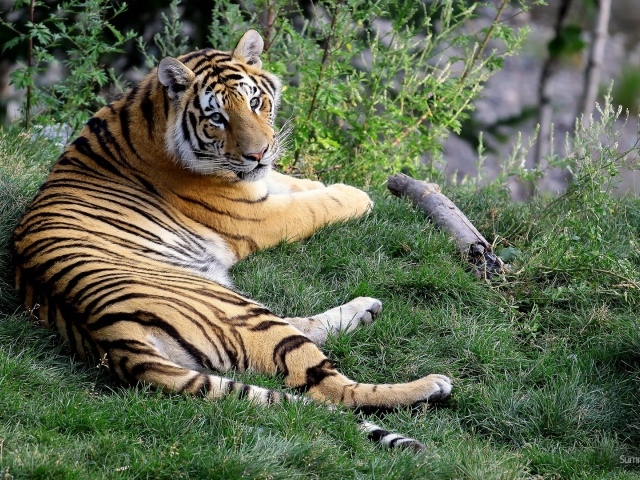 Отдыхающая тигрица