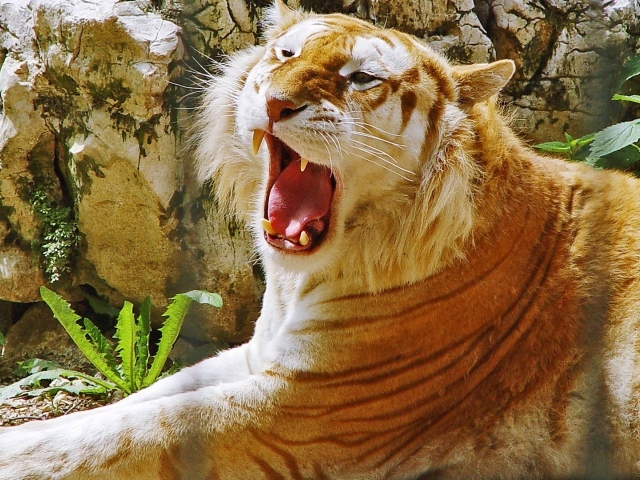 Золотой тигр