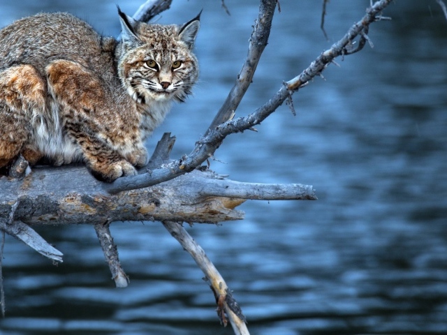 Леопард на сухой  ветке