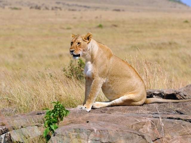 Львица сидит на камнях