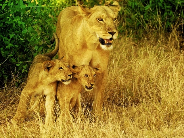 Львица со своими детьми