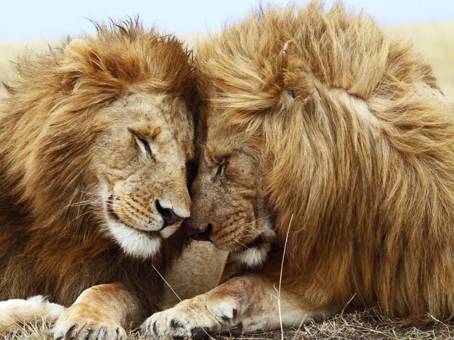 Пара львов