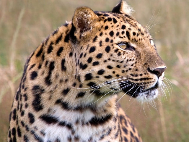 Леопард в дикой природе