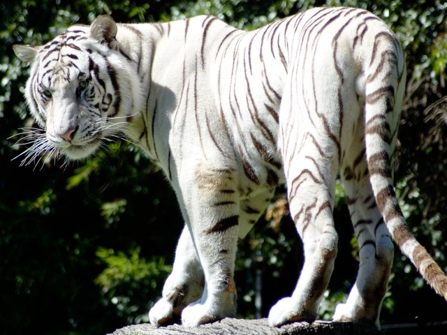 Редкий белый тигр
