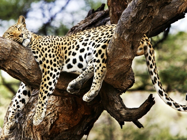 Спящий гепард 