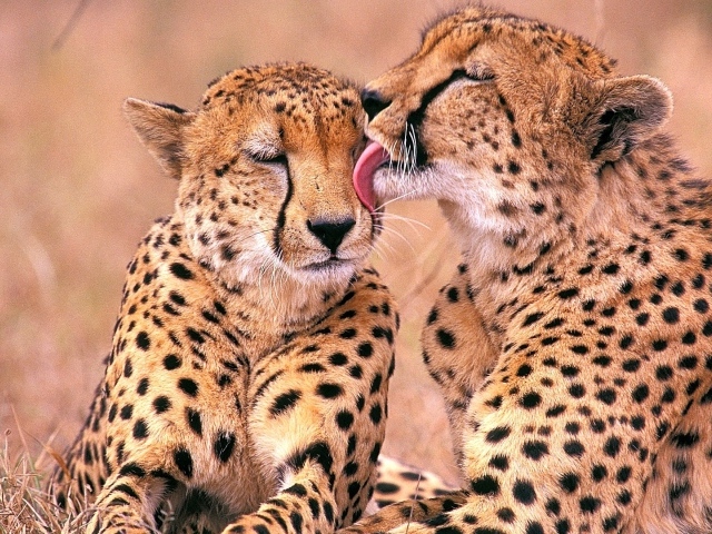 Южно-Африканские гепарды