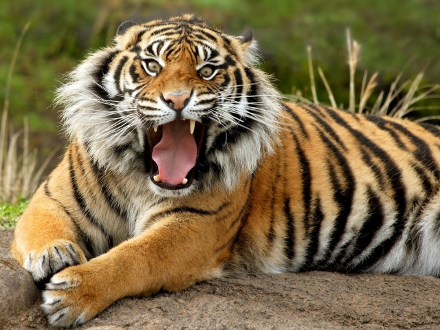 Суматранский опасный тигр