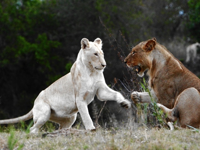 Лев альбинос