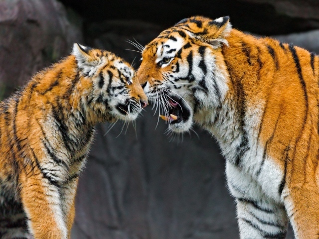 Встреча двух тигров