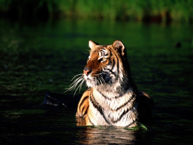 Тигр купается