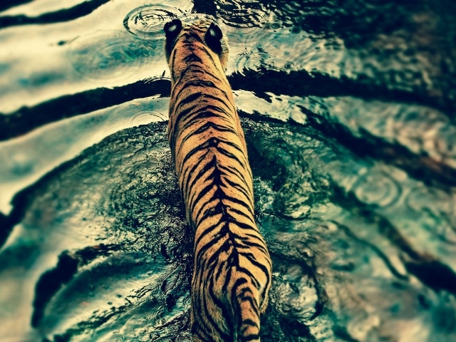 Тигр в царстве животных