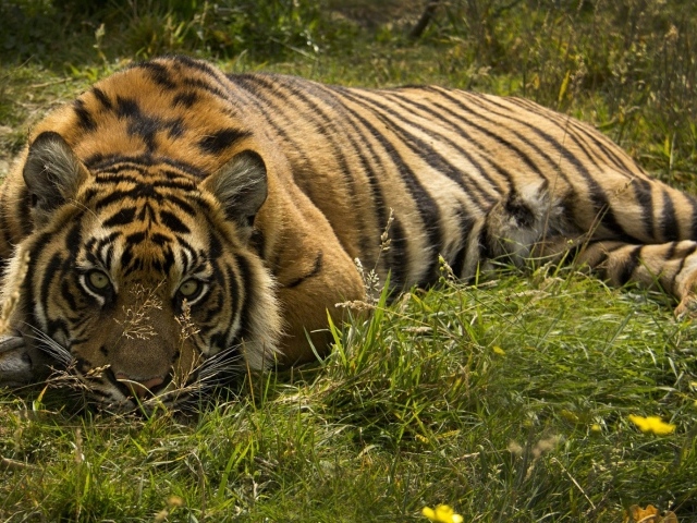Тигр лежит в траве