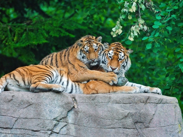 Тигриная пара