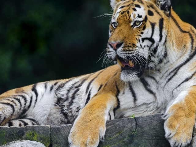 Тигр отдыхает на помосте
