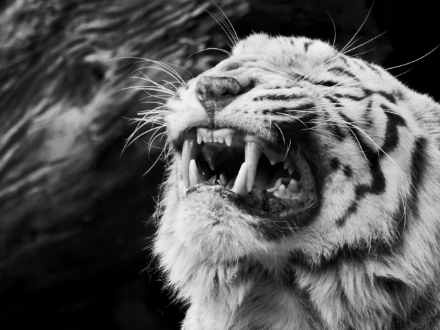 Тигр рычит