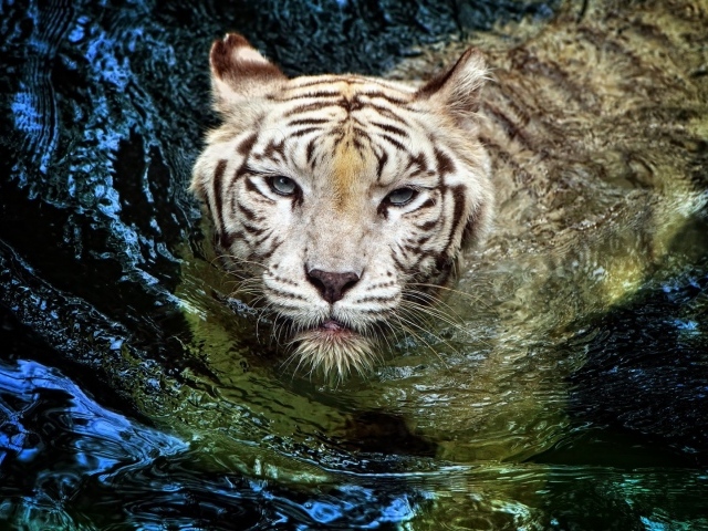 Белый тигр в воде