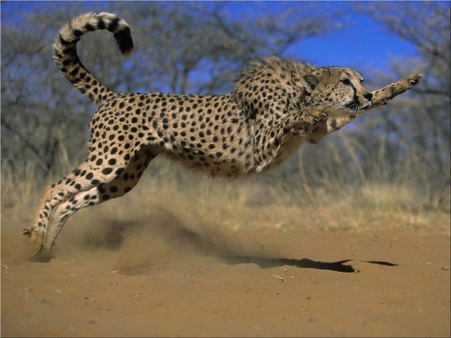 Прыжок гепарда
