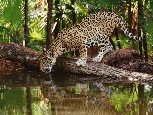 Ягуар на водопое