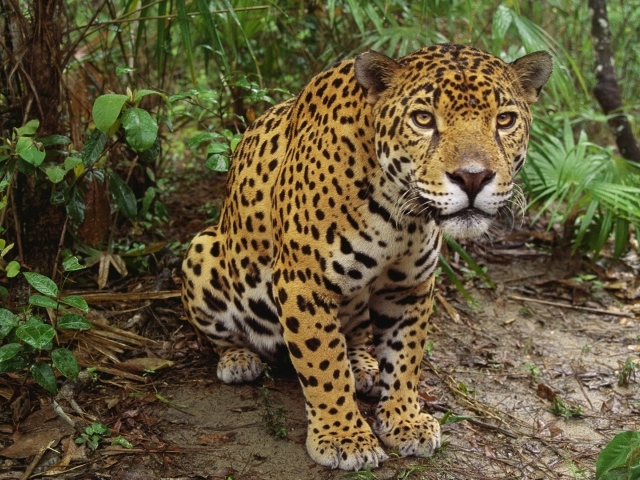 Леопард приготовился к прыжку