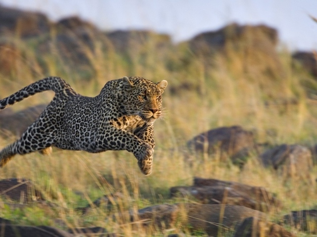 Леопард в прыжке