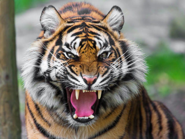 Тигр показывает клыки
