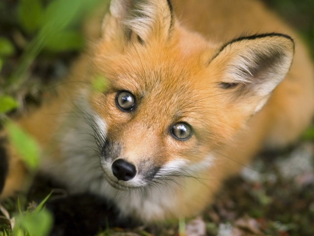 Рыжая хитрая лиса