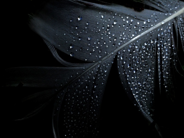 Черные обои и влажное перо