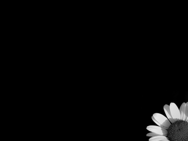 Цветок на черных обоях