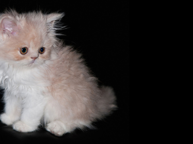 Пушистый котенок на черном фоне