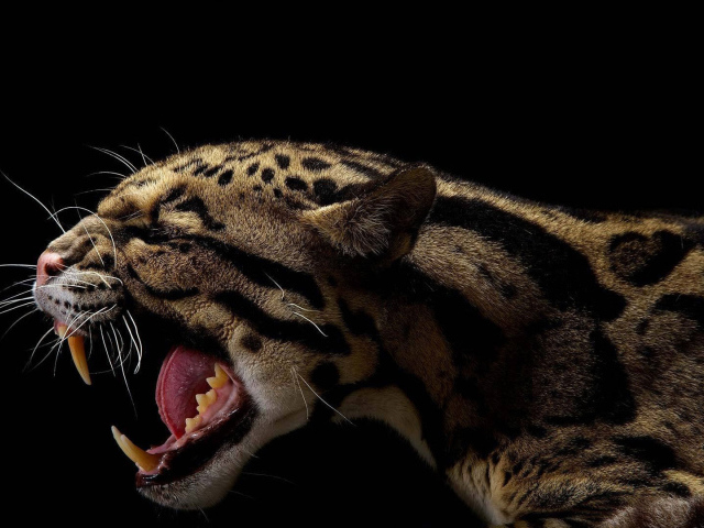 Оскал леопарда на черном фоне