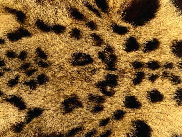 Мех леопарда
