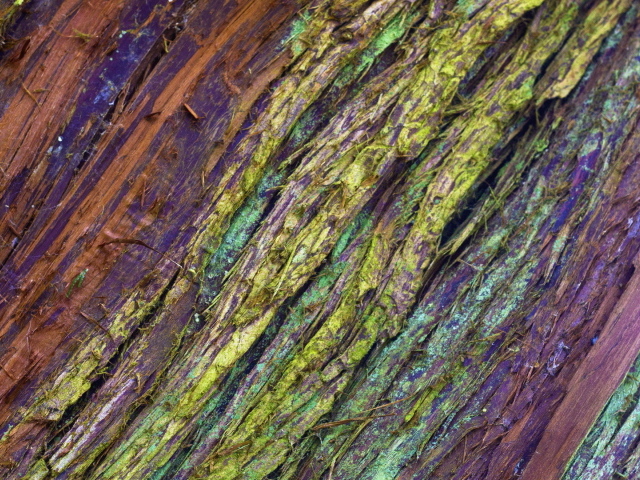 Крашеная кора