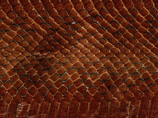 Змеинная кожа