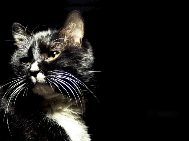 Пятнистый кот на черном фоне